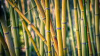 bambu