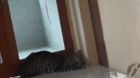 Macan tutul