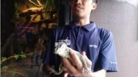 Komodo