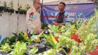 Tanaman hias