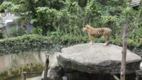Bandung Zoo