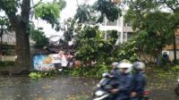 Pohon tumbang