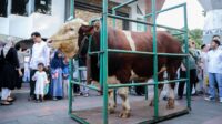 Sapi kurban