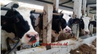Sapi