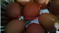 Telur