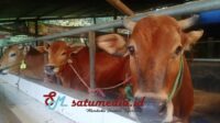 Sapi kurban