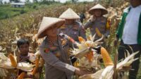 Jagung Polres Cimahi