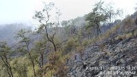 Kebakaran hutan