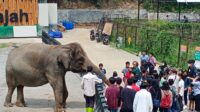 Gajah