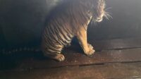 Harimau Sumatra